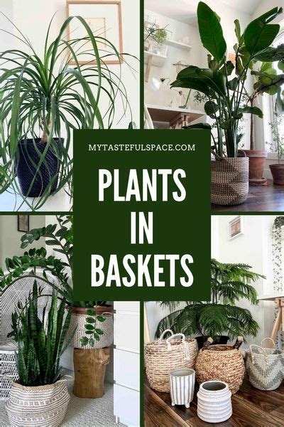 Baskets For Your Indoor Plants My Tasteful Space Plants Indoor