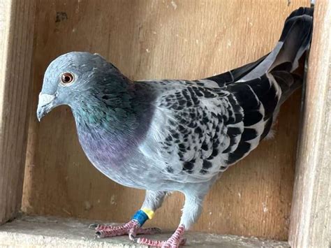 Racing Pigeon For Sale Bird Classifieds Australia