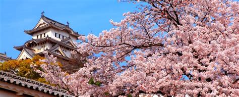 Osaka Spring Daytime Cherry Blossom Food Tour 2020 Arigato Travel