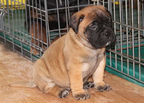 Browse and find bullmastiff puppies today, on the uk's leading dog only classifieds site. FD Farms Bullmastiff Puppies for sale in Ohio