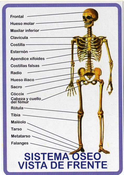 Huesos Del Cuerpo Humano Vista Posterior Resourcesdast The Best Porn