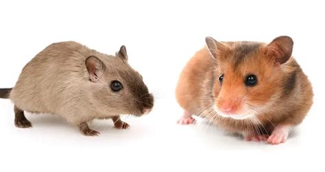 Gerbil Vs Hamster Which Is The Right Pet For You