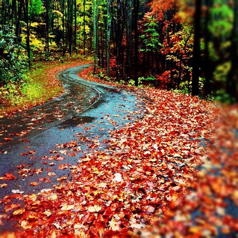 The Road Is Surrounded By Leaves And Trees