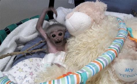 Meet Baby Owa Perth Zoos Baby Javan Gibbon