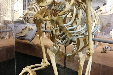 Skeletons Museum Of Osteology Is One Of The Very Best Things To Do In