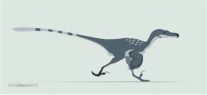 Velociraptor Walk Animation Cycle Run Dinosaur Feathered