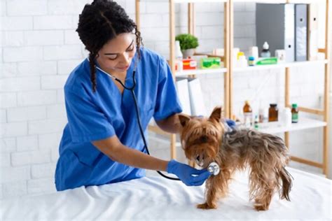 How To Become A Veterinarian Degrees And Careers