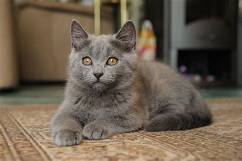 20 Fun Facts You Didnt Know About Chartreux Cats Cat Breeds List Rare