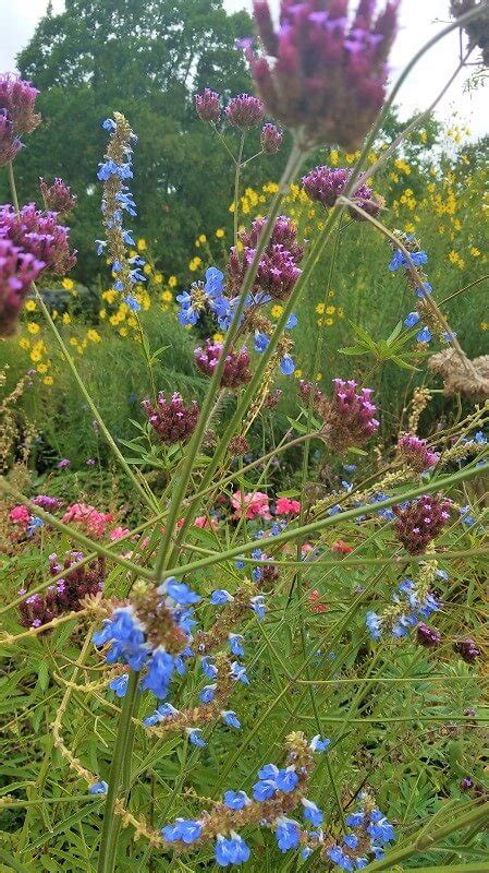 Heute ist der botanische garten eine zentrale einrichtung der tu dresden und als solche auf vielfältige weise in forschung und lehre eingebunden. Der botanische Garten Düsseldorf - Wildes Gartenherz