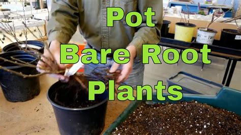 Potting Up Bare Root Plants Youtube