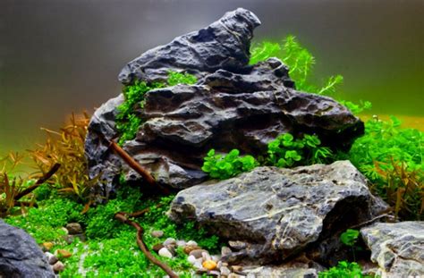 Whether you want to create a wild and stormy aquascape or a calm and peaceful display, there is a wide range of plants that can be used to create your ideal display. How to get your aquascape right first time — Practical ...