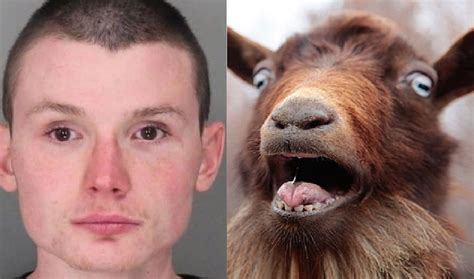 Ny Man Accused Of Sexually Assaulting Goat