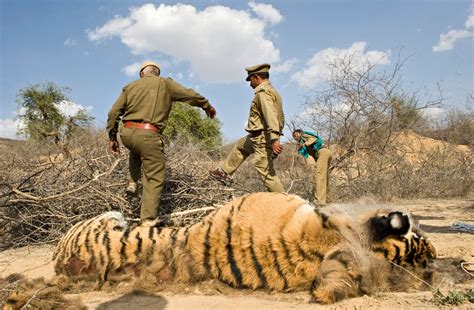 A Dreadful Man Eating Tiger Is Dead And Thats Good For Conservation