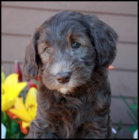 The cavapoo is a cross of a cavalier king charles spaniel and a poodle, also known as cavoodle. Fancy brown collar male 6wks - Pacific Rim Labradoodles