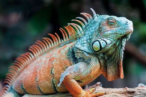 How Many Species Of Lizards Are There Worldatlas