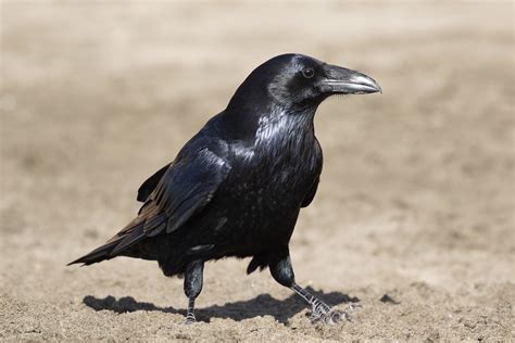 The Benefits Of A Ravens Black Feathers Birdnote