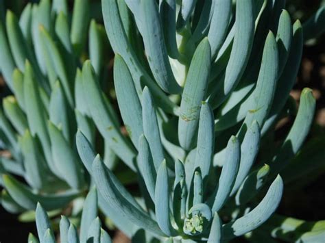 Curio Talinoides Blue Fingers World Of Succulents