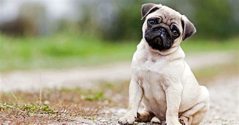 Pug Dog Has Mri Scan And The Results Are Giving People