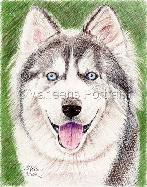 Drawing Siberian Husky Original Art By Marleen Walner