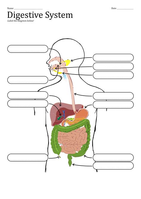 Draw A Diagram Of Human Digestive System And Label The Parts Answer