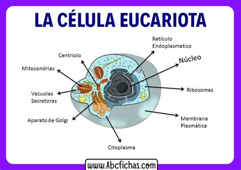Celula Eucariota Y Sus Partes Abc Fichas Hot Sex Picture The