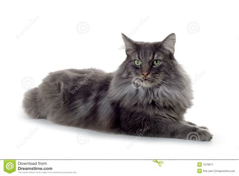 Cat Stock Image Image Of Feline High Hair Green