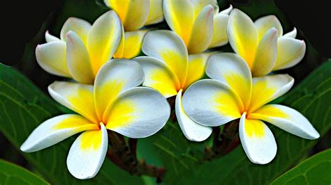 Check out all bestselling seeds & garden tools for affordable prices. Plumeria Flowers Yellow White Hd Wallpaper 1571 ...