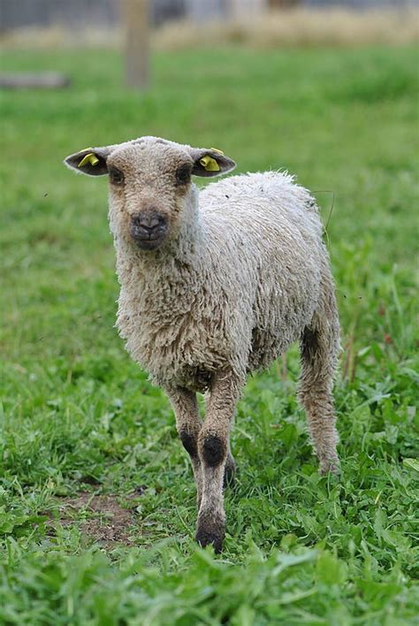 Vertical Of A White Shetland Sheep In A Green Field Stock Image Image