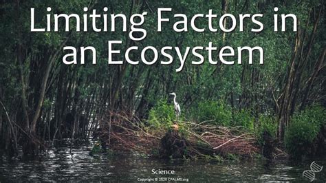 Limiting Factors In An Ecosystem