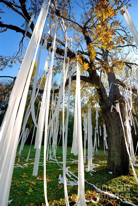 Huge Tree Covered In Toilet Paper Photograph By Amy Cicconi Pixels