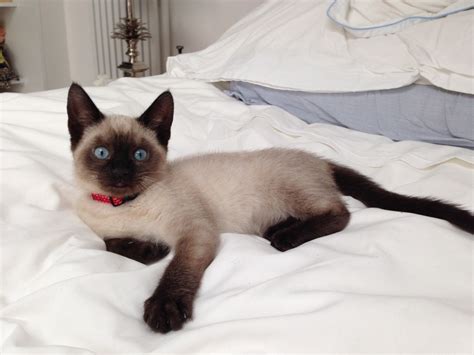 Then, you can find siamese cats for adoption. Siamese mix kitten 10 weeks need new home | London ...