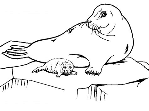 Galería de imágenes Dibujos de focas para colorear
