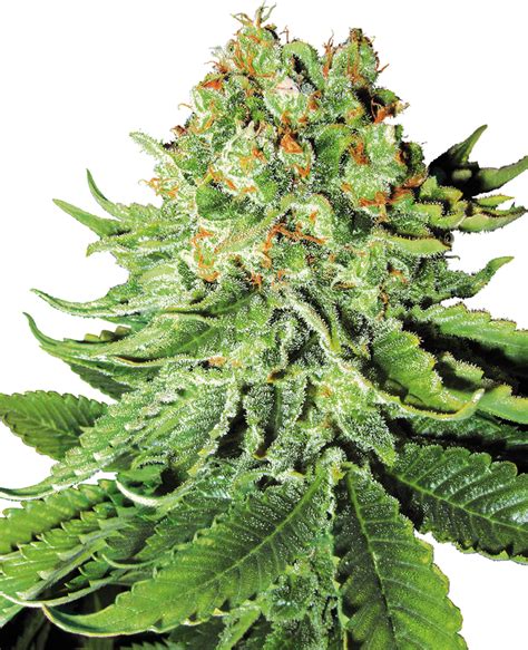 Northern Lights Automatic Seeds By White Label Sensi Seeds