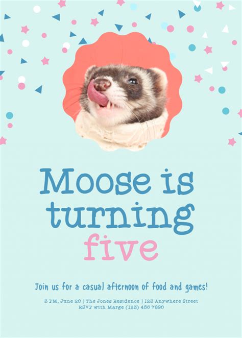 10 Best Ferret Birthday Ideas The Modern Ferret