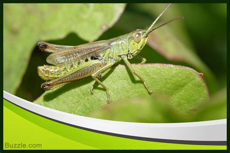 Find out information about cricket (insect). Utterly Astonishing Facts about Crickets