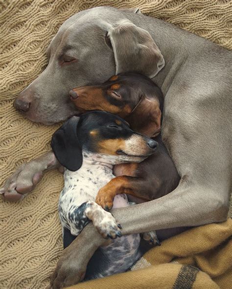 Two Dogs Get A New Puppy And Now Theyre The Best Sleeping