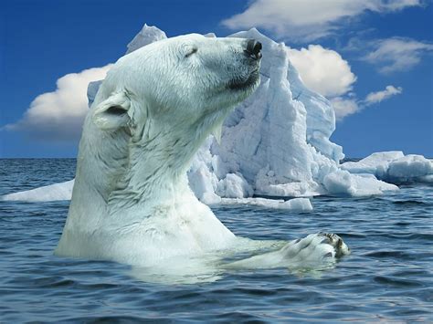 Hd Wallpaper Polar Bear In Body Of Water Near Iceberg During Daytime