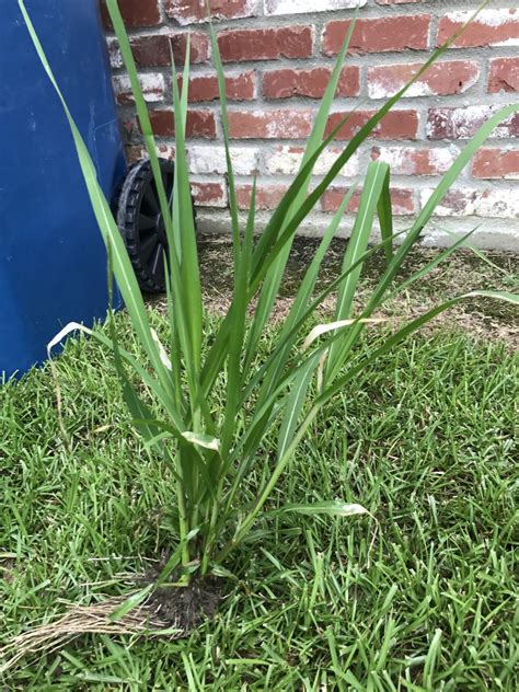 Help Identify This Weed Lawn Care