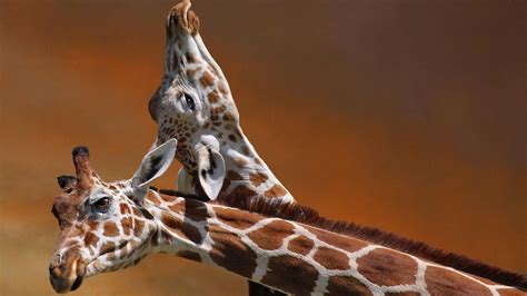 Giraffes Wallpapers 78 Images