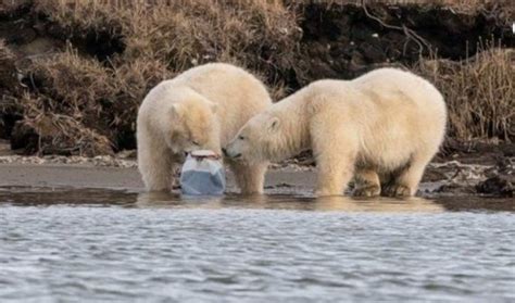Fotos ¡qué Tristeza Las Imágenes De Dos Osos Polares Comiendo