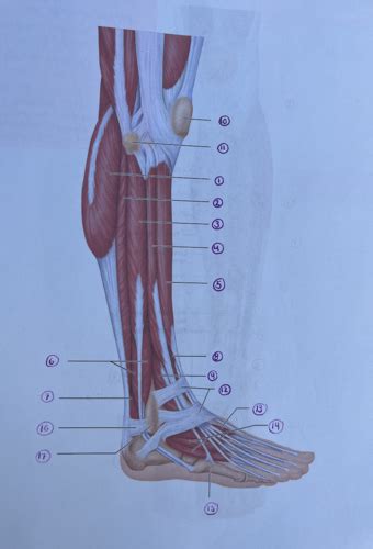 J Gross Anatomy Of The Muscular System Muscles Of The Lateral Right