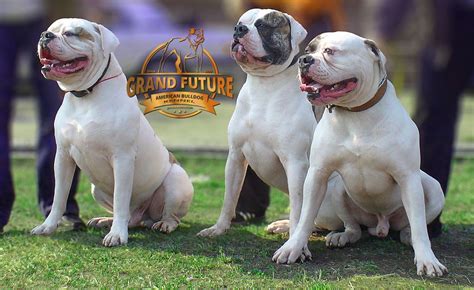 For american bulldogs, there are also two different types: Champion American Bulldog Puppies - Grand Future Kennel