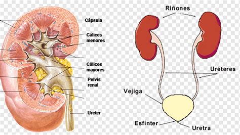 Renal Calyx Kidney Excretory System Renal Pelvis Urine Abdomen