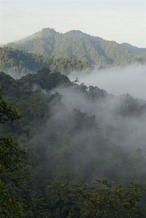 Exploring The Mashpi Cloud Forest Reserve Of Ecuador Forest Reserves