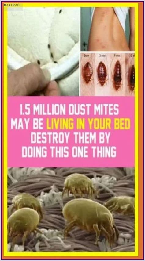 Did You Know Millions Of Dust Mite Dust Mites Mites Too Much Estrogen