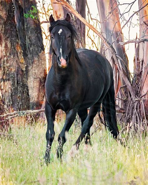 Brumbies Of Australia The Black Stallion Wild Horses Wild Horses