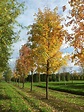 Acer saccharinum | Silver maple - Van den Berk Nurseries