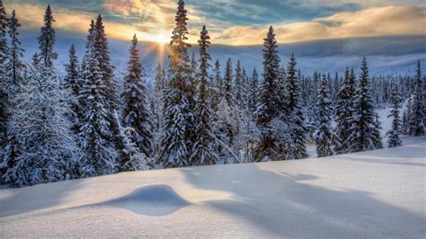Snowy Evergreen Forest Wallpaper Backiee