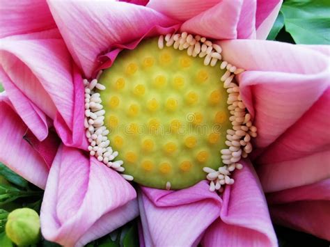 The Lotus Pollen Inside Is Pink And Yellow On The Petals Stock Image