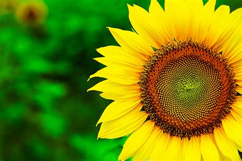 Sunflower Full Hd Wallpaper And Background Image 2048x1365 Id433469